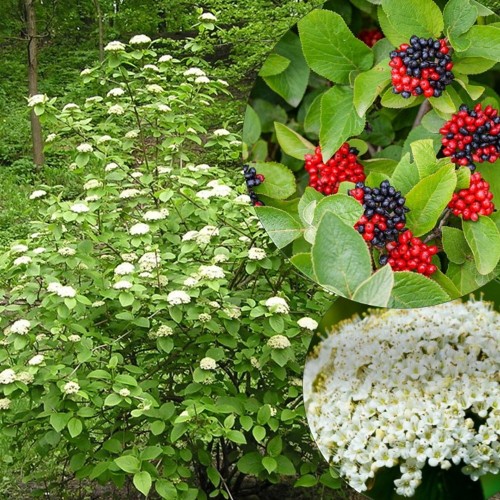 Viburnum lantana - Villane lodjapuu C2/2L